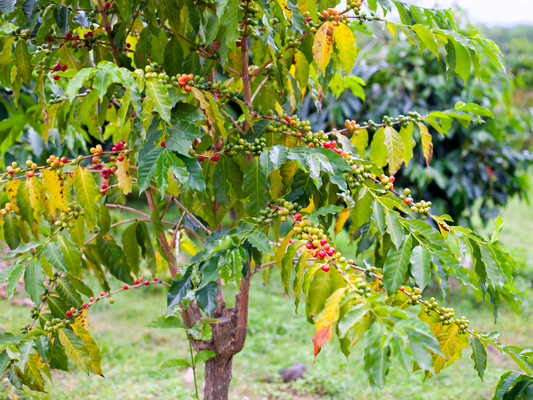 The Quest for the Best Hawaiian Coffee