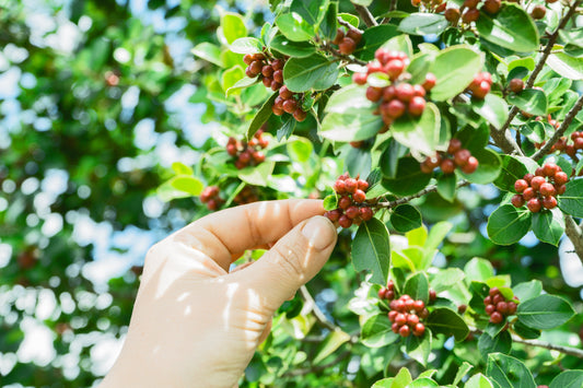 Hawaii Coffee Beans: From Farm to Cup