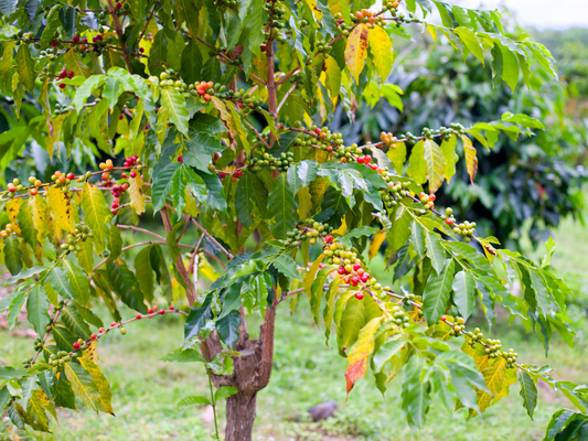 Coffee 101: What Is Peaberry Coffee?